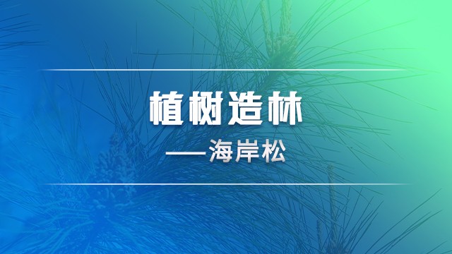 植树造林——海岸松