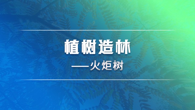 植树造林——火炬树